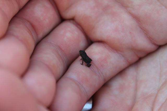 houston blog baby frog on hand