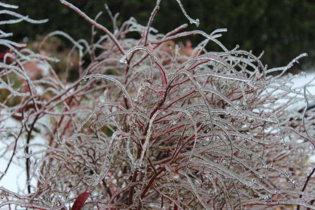 modern wife blog portland ice storm plants frozen