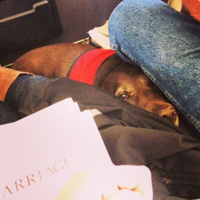 dog on a plane