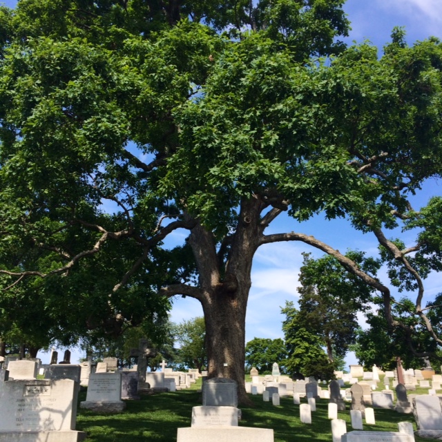 arlington cemetery trees