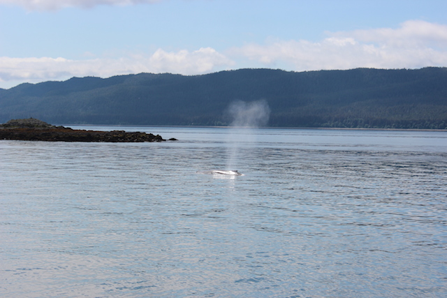 1 alaskan cruise whale spouting