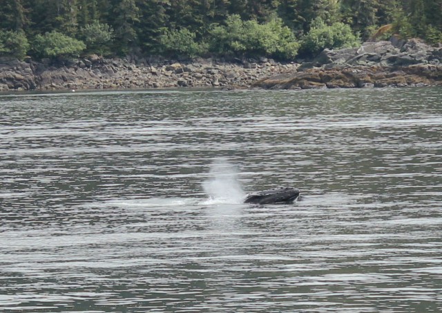 1 juneau alaskan cruise front of humpback whale