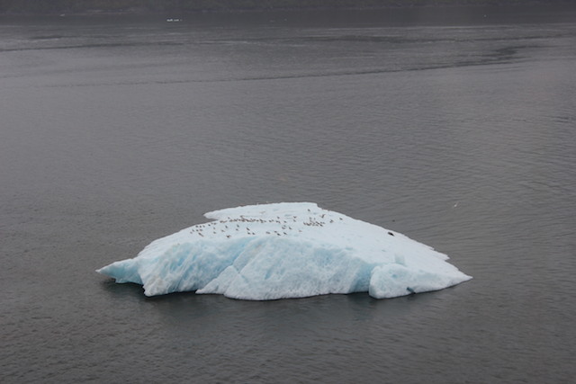alaskan cruise glacier drift ice berg with sea lion