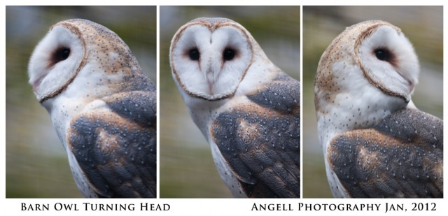 barn owl turning head