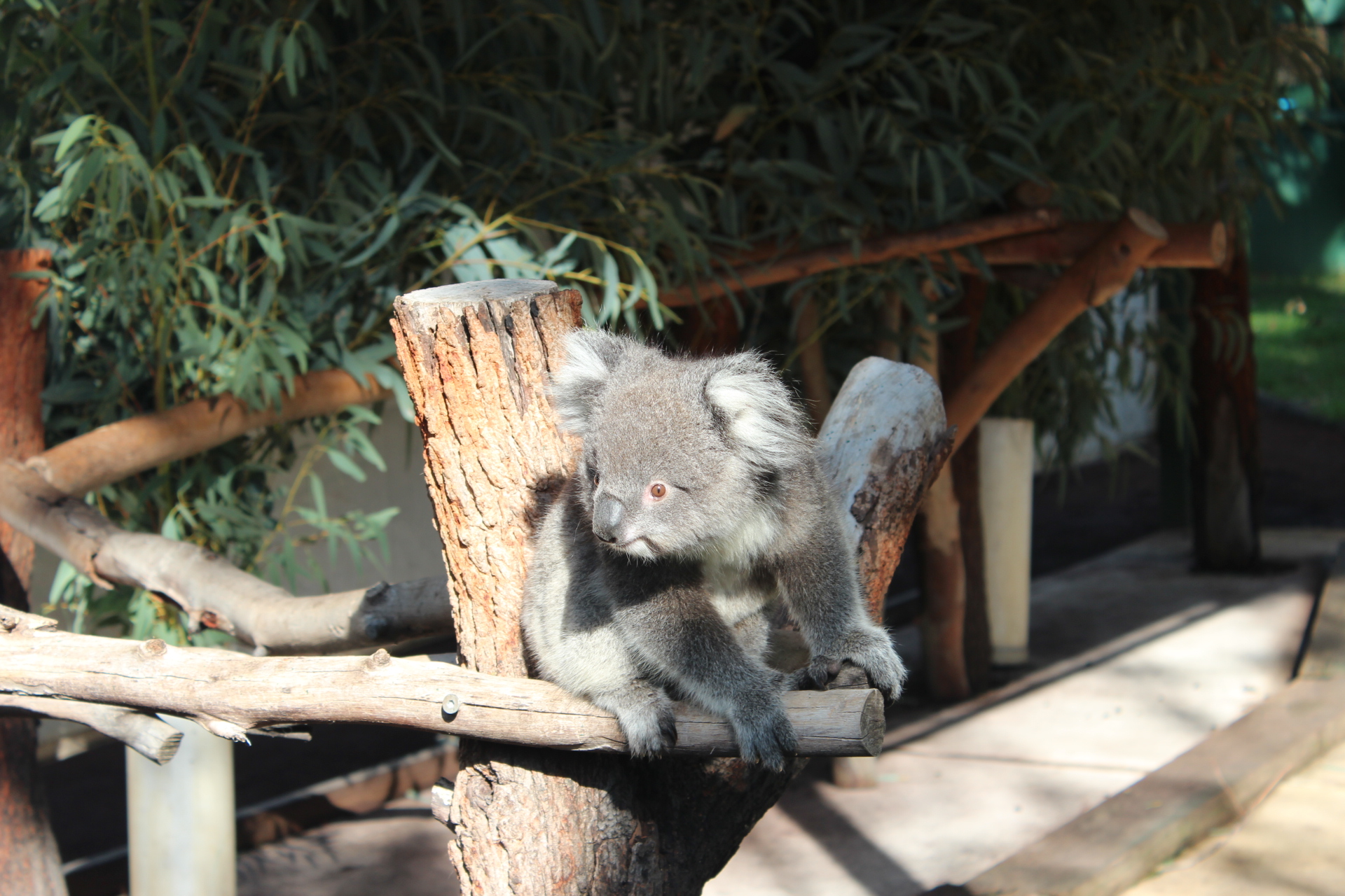 Visiting Caversham Wildlife Park In Australia The New Wifestyle