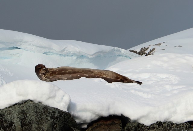 IMG_8418 seal antarctica