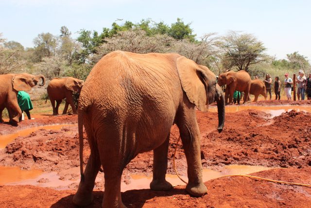 things to do in nairobi elephant orphanage