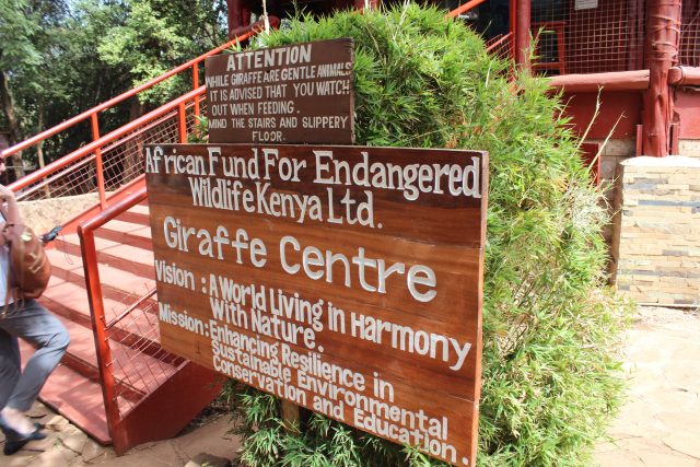 things to do in nairobi giraffe centre